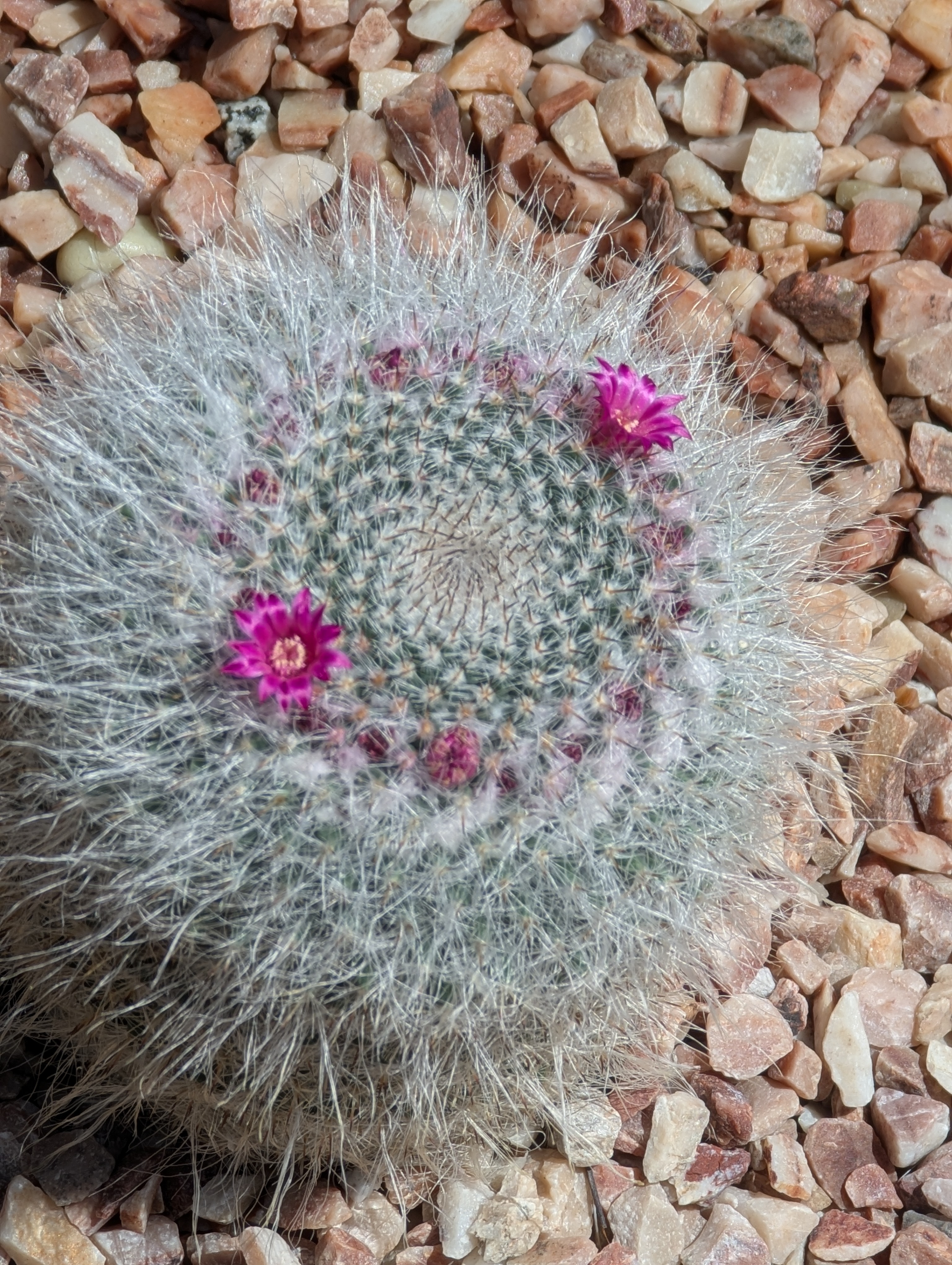 Birthday Trip to Canada, Edmonton, Pyramids, Muttart Observatory